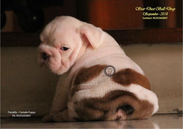 DogsIndia.com - Bulldog - Stardust Bulldogs - Dr. Taranath