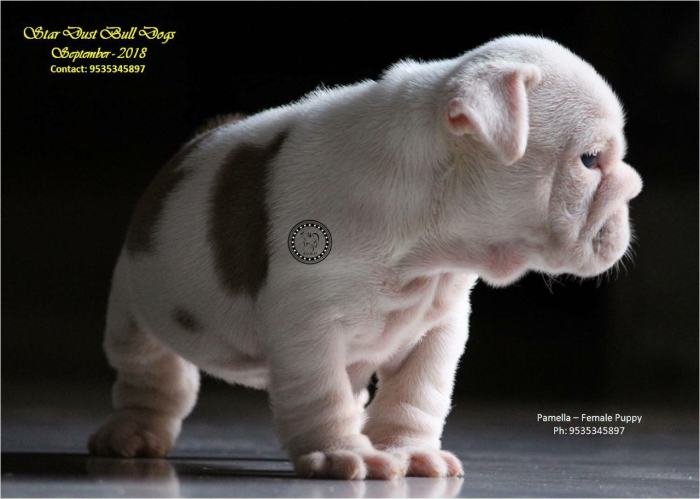 DogsIndia.com - Bulldog - Stardust Bulldogs - Dr. Taranath