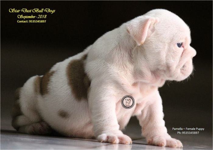 DogsIndia.com - Bulldog - Stardust Bulldogs - Dr. Taranath