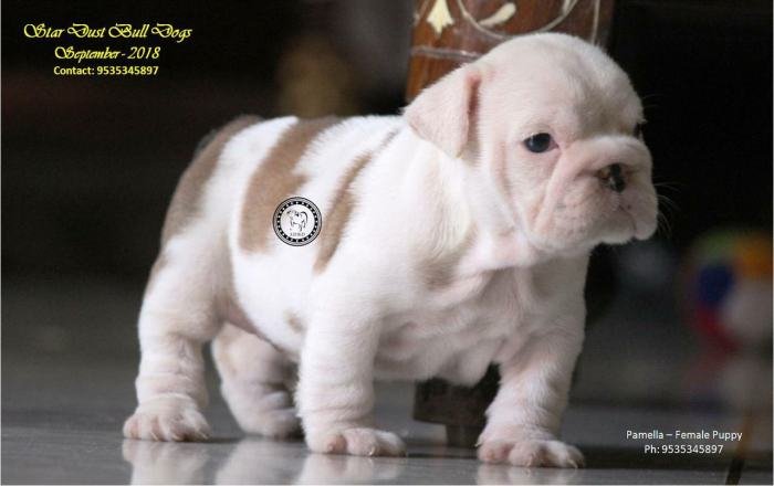 DogsIndia.com - Bulldog - Stardust Bulldogs - Dr. Taranath