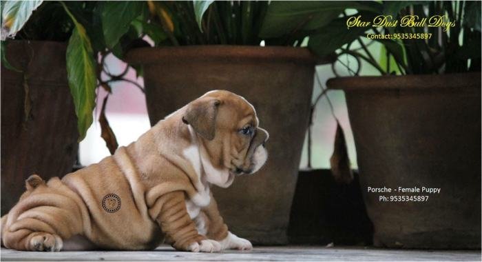 DogsIndia.com - Bulldog - Stardust Bulldogs - Dr. Taranath