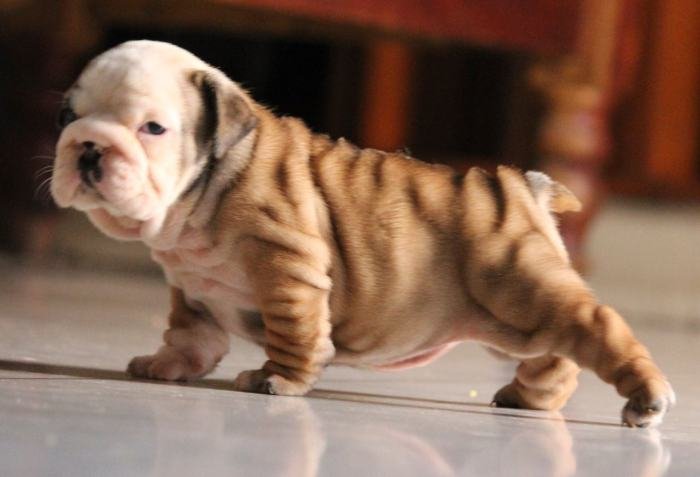 DogsIndia.com - Bulldog - Stardust Bulldogs - Dr. Taranath