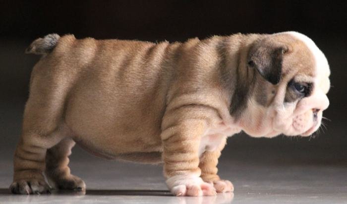 DogsIndia.com - Bulldog - Stardust Bulldogs - Dr. Taranath
