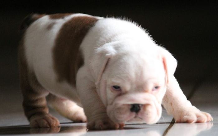 DogsIndia.com - Bulldog - Stardust Bulldogs - Dr. Taranath