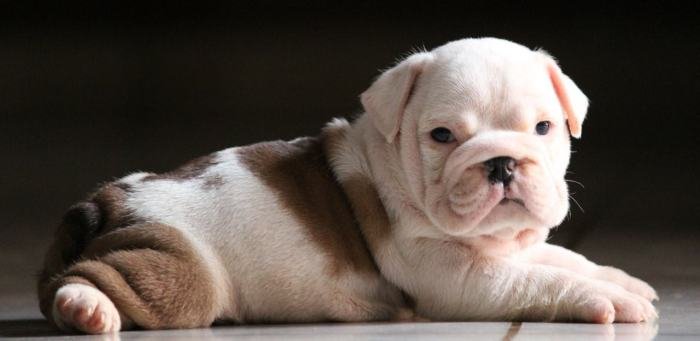 DogsIndia.com - Bulldog - Stardust Bulldogs - Dr. Taranath