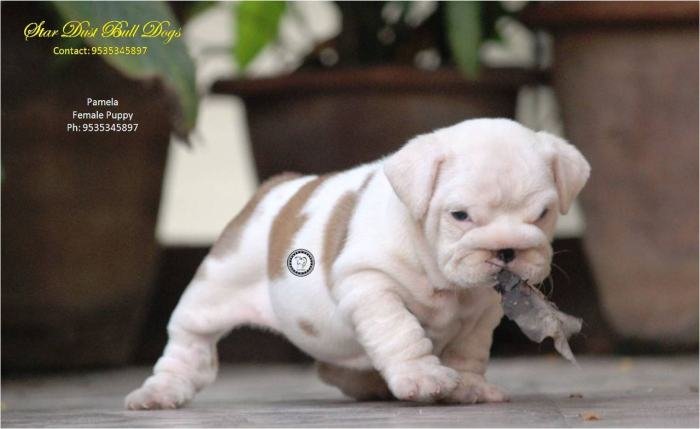 DogsIndia.com - Bulldog - Stardust Bulldogs - Dr. Taranath