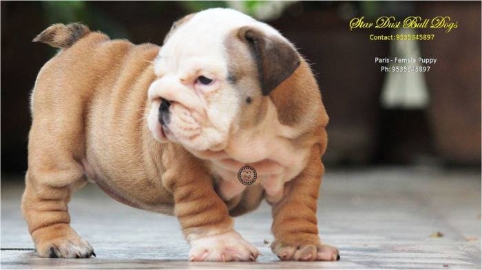 DogsIndia.com - Bulldog - Stardust Bulldogs - Dr. Taranath