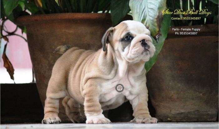 DogsIndia.com - Bulldog - Stardust Bulldogs - Dr. Taranath