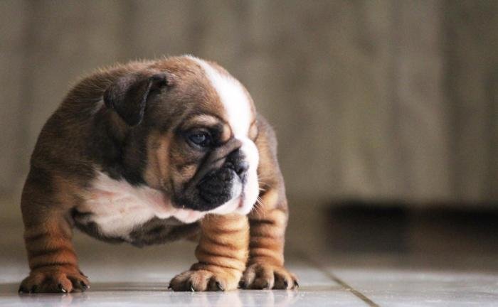 DogsIndia.com - Bulldpg - Stardust - Dr. Taranath