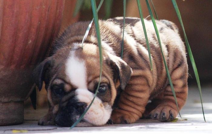 DogsIndia.com - Bulldpg - Stardust - Dr. Taranath