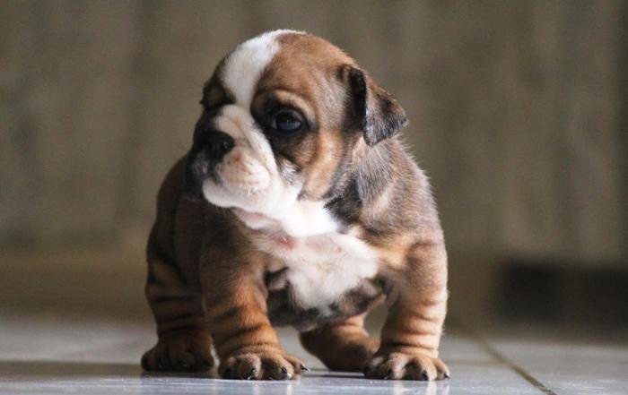 DogsIndia.com - Bulldpg - Stardust - Dr. Taranath