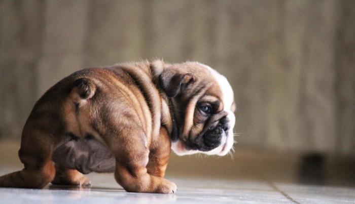 DogsIndia.com - Bulldpg - Stardust - Dr. Taranath