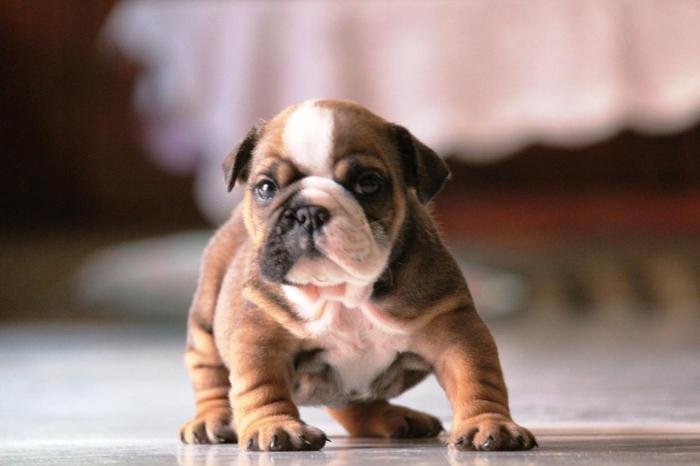 DogsIndia.com - Bulldpg - Stardust - Dr. Taranath
