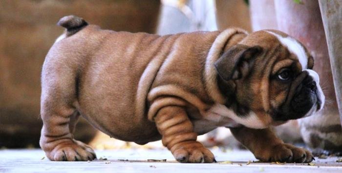 DogsIndia.com - Bulldpg - Stardust - Dr. Taranath