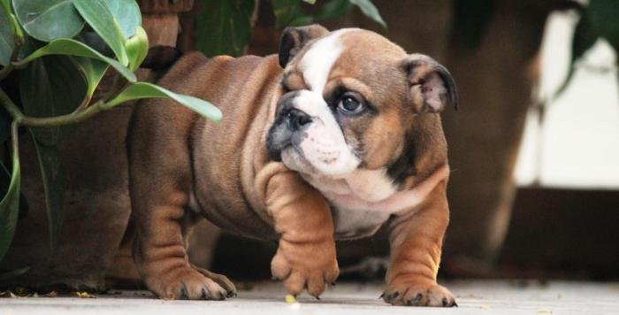 DogsIndia.com - Bulldpg - Stardust - Dr. Taranath