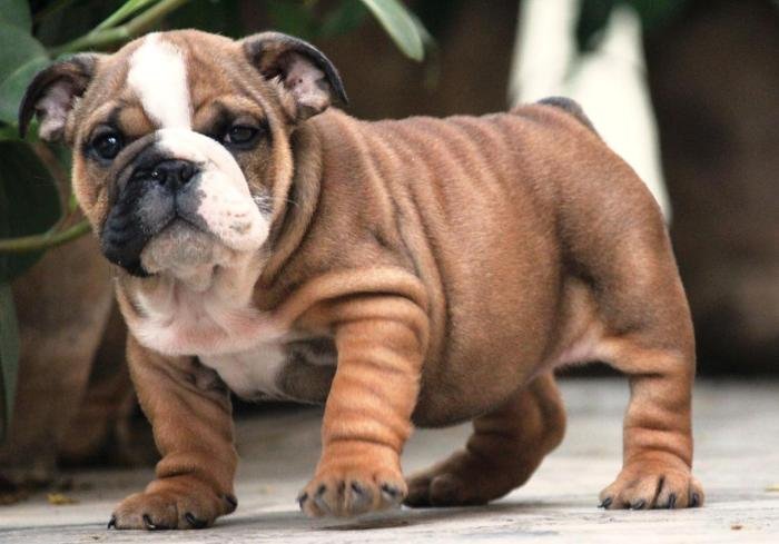 DogsIndia.com - Bulldpg - Stardust - Dr. Taranath