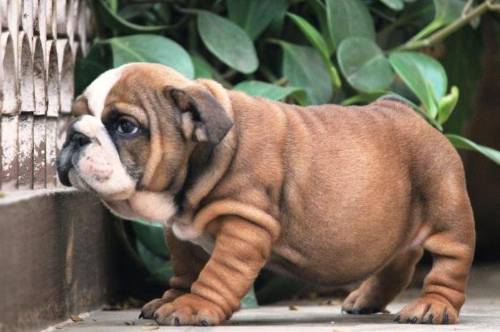 DogsIndia.com - Bulldpg - Stardust - Dr. Taranath