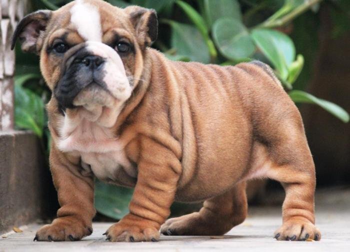 DogsIndia.com - Bulldpg - Stardust - Dr. Taranath