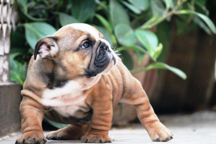 DogsIndia.com - Bulldpg - Stardust - Dr. Taranath