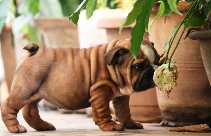 DogsIndia.com - Bulldpg - Stardust - Dr. Taranath