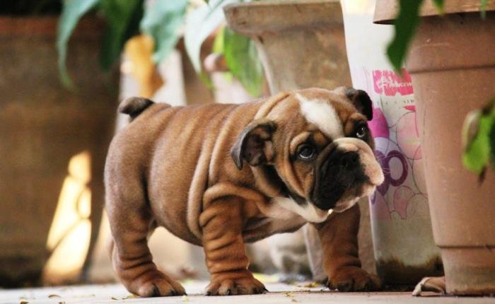 DogsIndia.com - Bulldpg - Stardust - Dr. Taranath