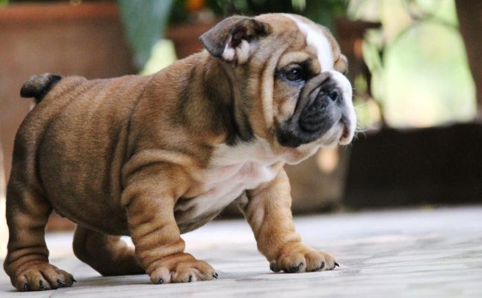 DogsIndia.com - Bulldpg - Stardust - Dr. Taranath