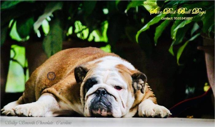 DogsIndia.com - Bulldpg - Stardust - Dr. Taranath