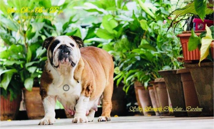 DogsIndia.com - Bulldpg - Stardust - Dr. Taranath