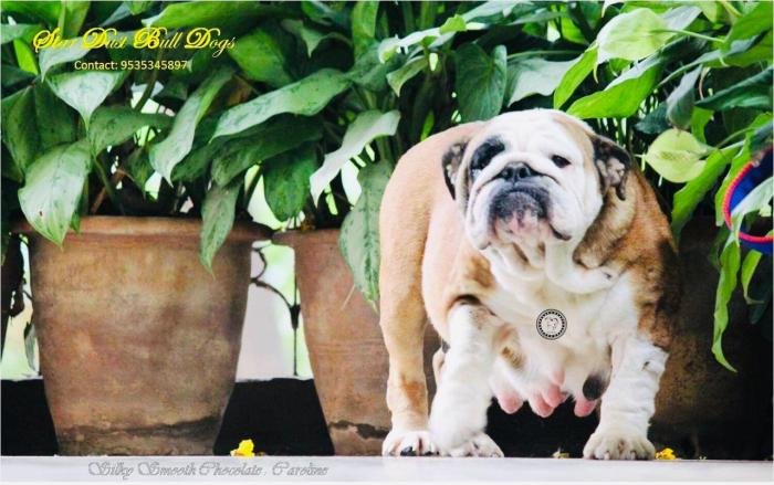 DogsIndia.com - Bulldpg - Stardust - Dr. Taranath