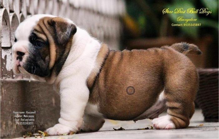 DogsIndia.com - Bulldpg - Stardust - Dr. Taranath