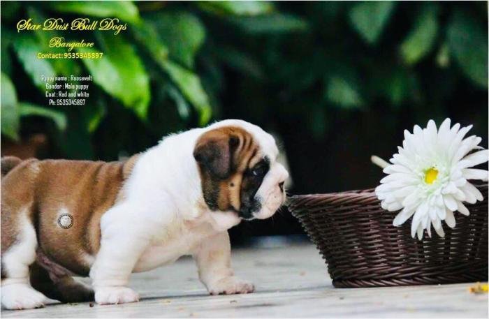 DogsIndia.com - Bulldpg - Stardust - Dr. Taranath