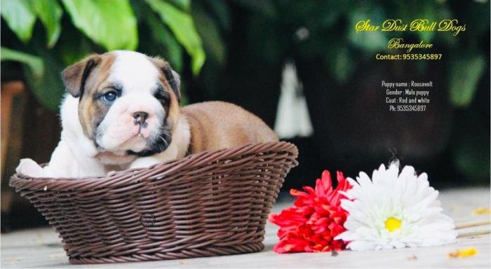 DogsIndia.com - Bulldpg - Stardust - Dr. Taranath
