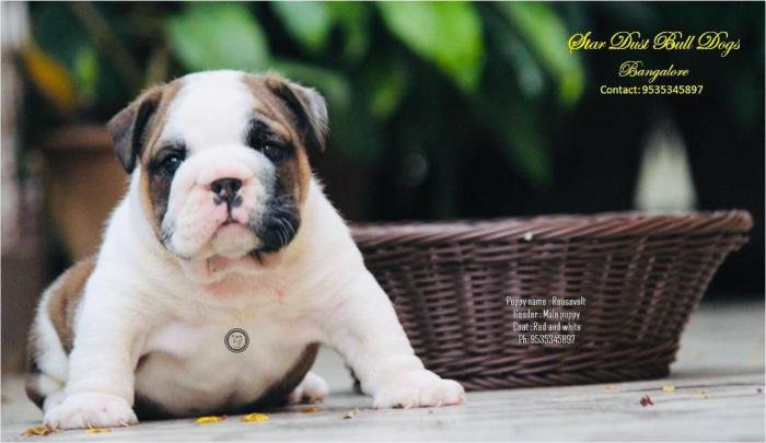 DogsIndia.com - Bulldpg - Stardust - Dr. Taranath