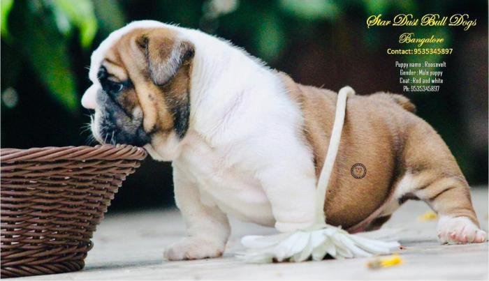 DogsIndia.com - Bulldpg - Stardust - Dr. Taranath