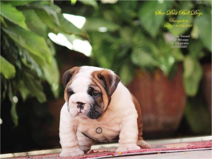 DogsIndia.com - Bulldpg - Stardust - Dr. Taranath