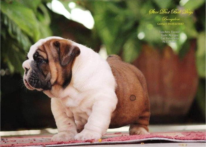 DogsIndia.com - Bulldpg - Stardust - Dr. Taranath