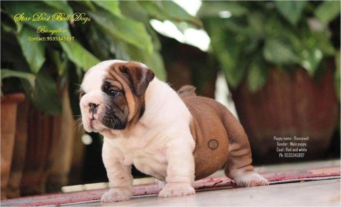 DogsIndia.com - Bulldpg - Stardust - Dr. Taranath