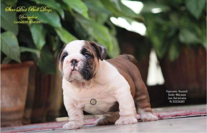 DogsIndia.com - Bulldpg - Stardust - Dr. Taranath
