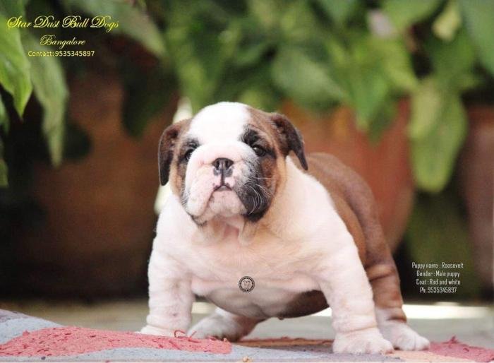DogsIndia.com - Bulldpg - Stardust - Dr. Taranath