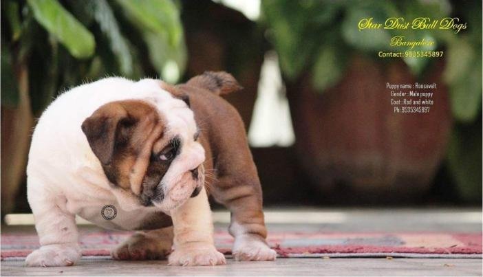 DogsIndia.com - Bulldpg - Stardust - Dr. Taranath