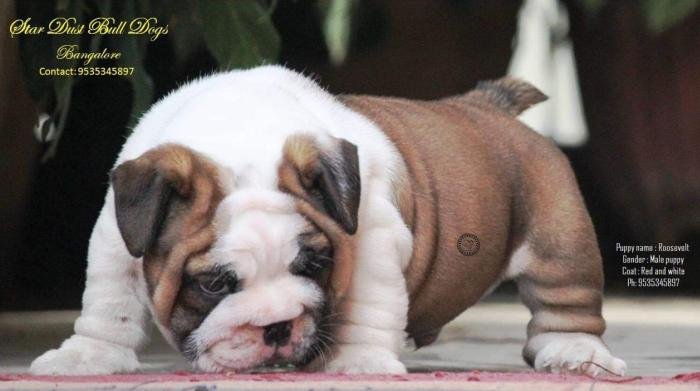 DogsIndia.com - Bulldpg - Stardust - Dr. Taranath