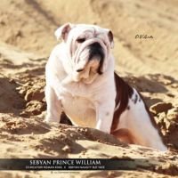 DogsIndia.com - Bulldog - Vananya's Bulldogs