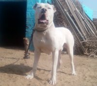 DogsIndia.com - Bulli, The Indian Mastiff - Aniket