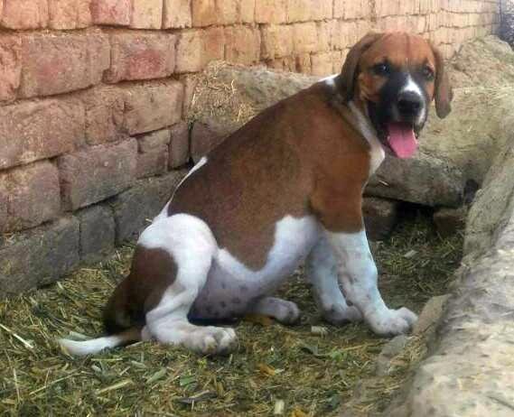DogsIndia.com - Bulli Kutha - Aniket
