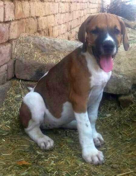 DogsIndia.com - Bulli Kutha - Aniket