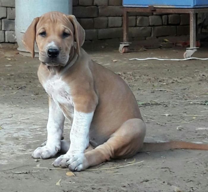 DogsIndia.com - Bulli Kutha - Aniket
