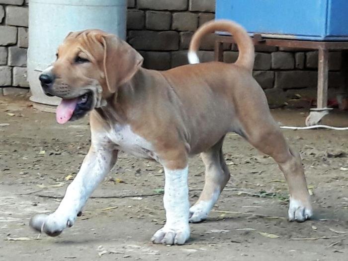 DogsIndia.com - Bulli Kutha - Aniket