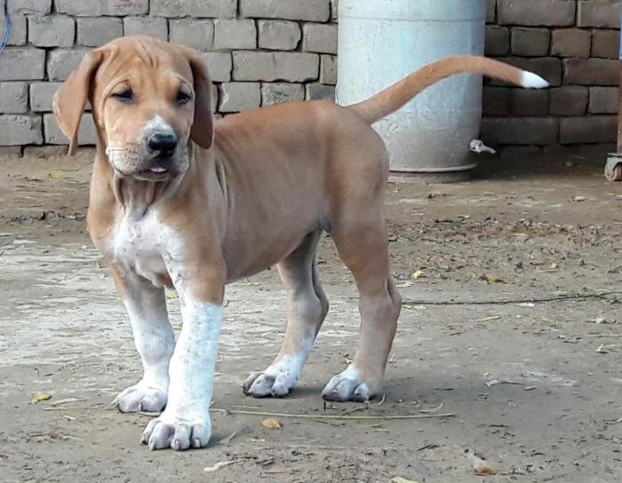 DogsIndia.com - Bulli Kutha - Aniket