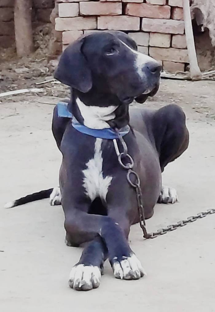DogsIndia.com - Bulli Kutha - Aniket