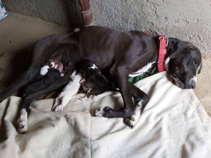 DogsIndia.com - Bulli Kutha - Aniket